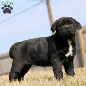 Kookie, Cane Corso Puppy