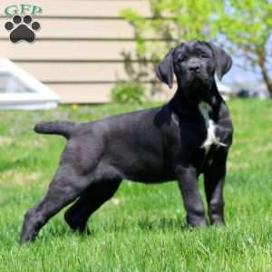 Kookie, Cane Corso Puppy