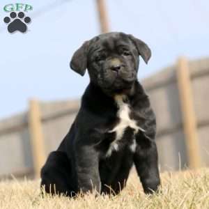 Kookie, Cane Corso Puppy