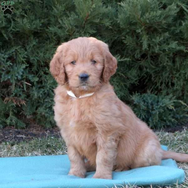 Lacey, Goldendoodle Puppy