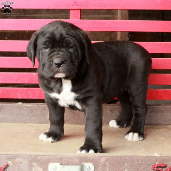 Lacey, Cane Corso Puppy