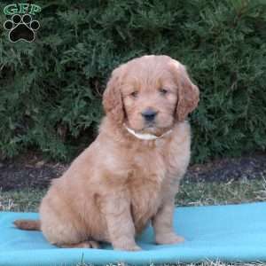 Lacey, Goldendoodle Puppy