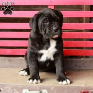 Lacey, Cane Corso Puppy