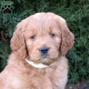 Lacey, Goldendoodle Puppy