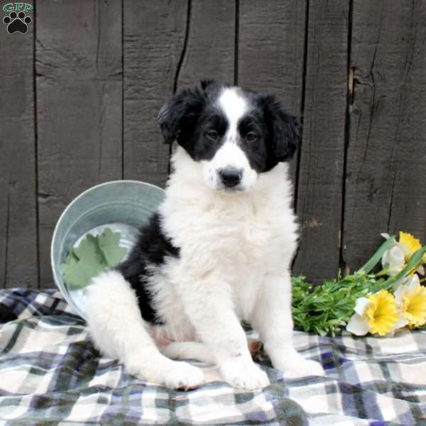 Lad, Collie Mix Puppy