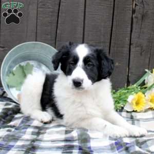 Lad, Collie Mix Puppy