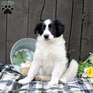 Lad, Collie Mix Puppy