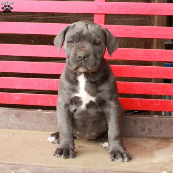 Lady, Cane Corso Puppy