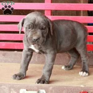 Lady, Cane Corso Puppy