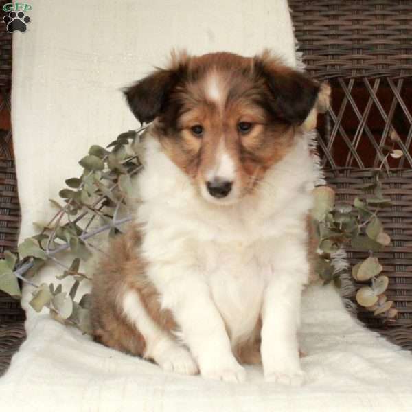 Lainey, Sheltie Puppy