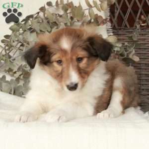 Lainey, Sheltie Puppy