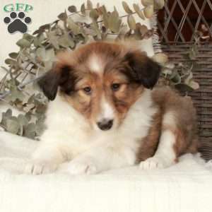 Lainey, Sheltie Puppy