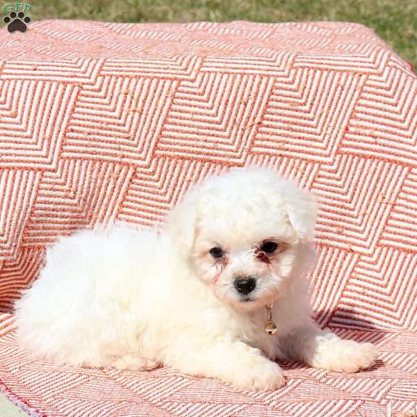 Landon, Bichon Frise Puppy