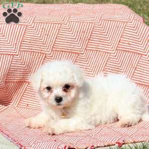 Landon, Bichon Frise Puppy