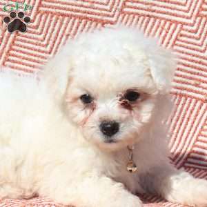 Landon, Bichon Frise Puppy