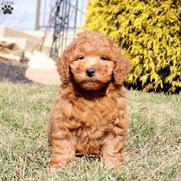 Lane, Mini Goldendoodle Puppy