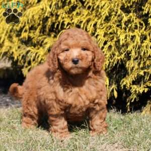 Lane, Mini Goldendoodle Puppy