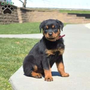 Latte, Rottweiler Puppy