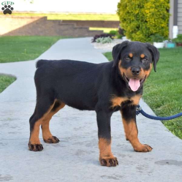 Latte, Rottweiler Puppy