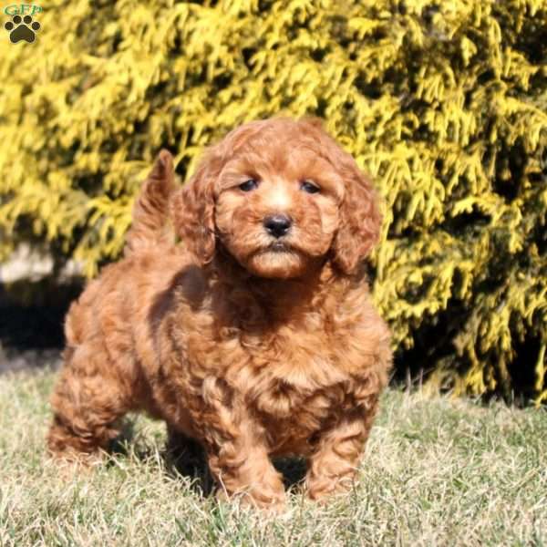 Laurel, Mini Goldendoodle Puppy