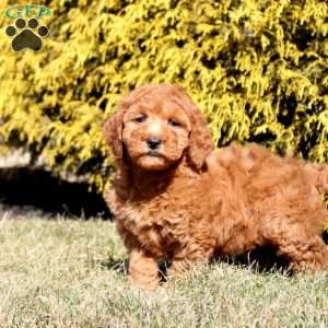 Laurel, Mini Goldendoodle Puppy