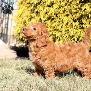 Laurel, Mini Goldendoodle Puppy