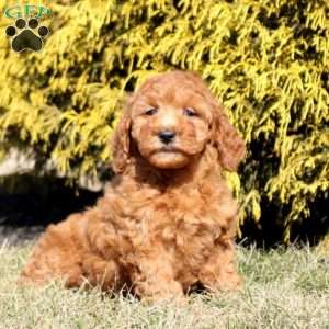 Laurel, Mini Goldendoodle Puppy