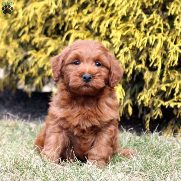 Leeland, Mini Goldendoodle Puppy