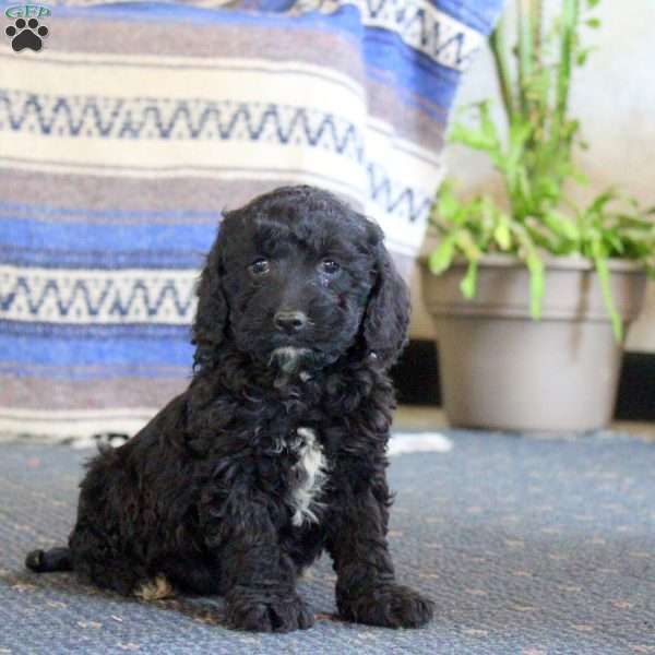 Len, Cockapoo Puppy