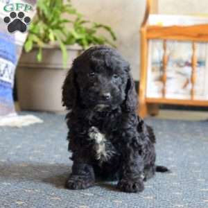 Len, Cockapoo Puppy