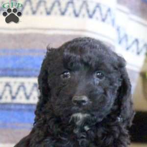 Len, Cockapoo Puppy