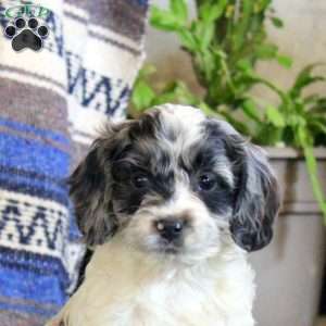 Lena, Cockapoo Puppy