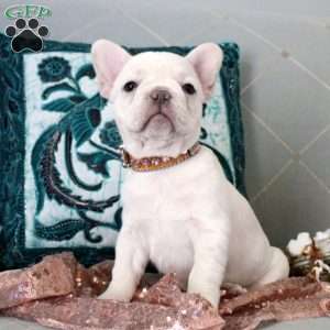 Lennon, French Bulldog Puppy