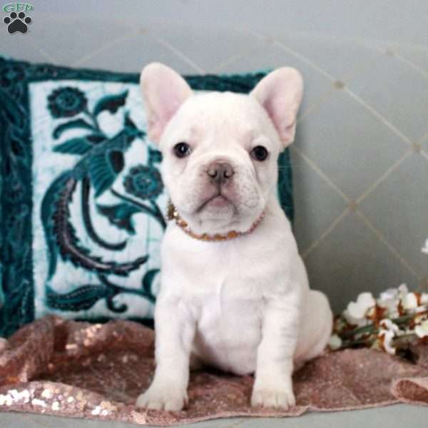 Lennon, French Bulldog Puppy