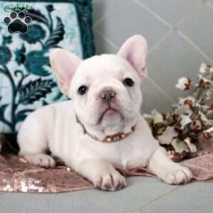 Lennon, French Bulldog Puppy