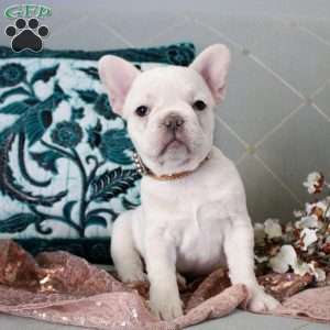 Lennon, French Bulldog Puppy