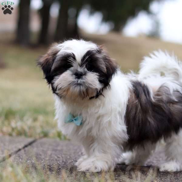 Lenny, Shih Tzu Puppy