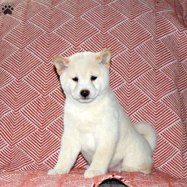 Leo, Shiba Inu Puppy