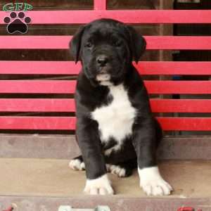 Leo, Cane Corso Puppy