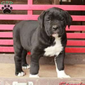 Leo, Cane Corso Puppy