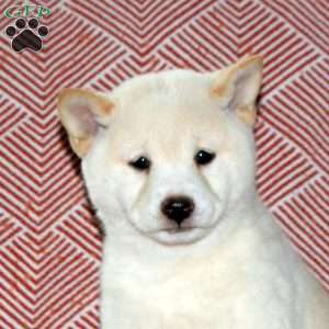 Leo, Shiba Inu Puppy