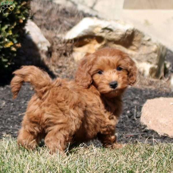 Leo, Mini Goldendoodle Puppy