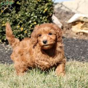 Leo, Mini Goldendoodle Puppy