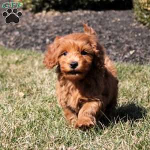 Leo, Mini Goldendoodle Puppy