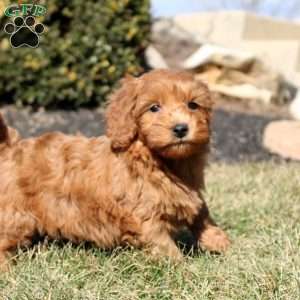 Leo, Mini Goldendoodle Puppy