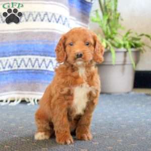 Leon, Cockapoo Puppy