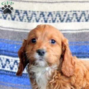 Lester, Cockapoo Puppy