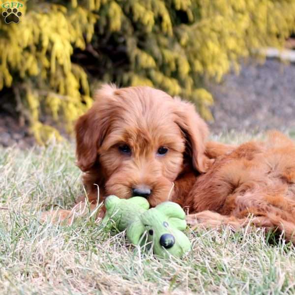 Lex, Mini Goldendoodle Puppy