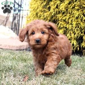 Lex, Mini Goldendoodle Puppy