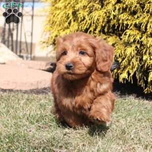 Lex, Mini Goldendoodle Puppy